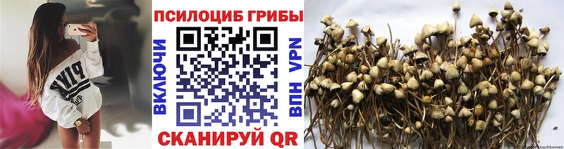 Псилоцибиновые грибы Psilocybine cubensis  Дрезна 